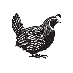 Vector Illustration of Quail Bird Silhouette on White.