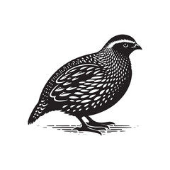 Vector Illustration of Quail Bird Silhouette on White.