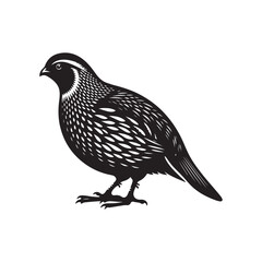 Quail Bird in Silhouette - Vector Graphic on White.