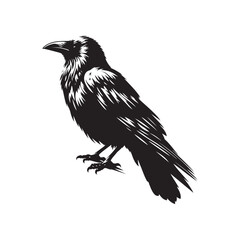 Vector Silhouette of Crow Raven Bird - White Background.