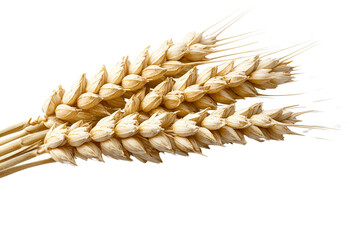 A single stem of wheat with golden grains, isolated on a transparent background, PNG file.