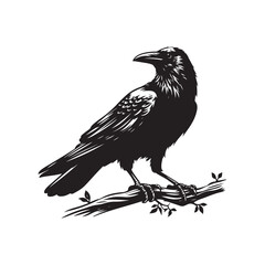 Fototapeta premium Raven Crow Silhouette Illustration Vector - White Background.