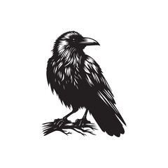 Crow Bird Silhouette Vector on Clean White Background.
