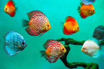 a flock of colorful aquarium discus fish. beautiful background with tropical fish symphysodon