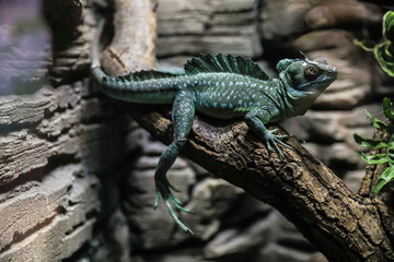 basilisk lizard on tree branch close up