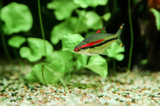 Fish barb denisonii close-up in an aquarium