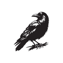 Fototapeta premium Bird Silhouette of Crow or Raven - Vector Illustration.