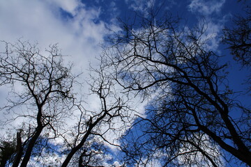 Fototapeta premium Leafless trees with branching limbs against a blue sky with white clouds. The contrast of the dark silhouettes of the branches and the bright sky adds depth and atmosphere to the image.