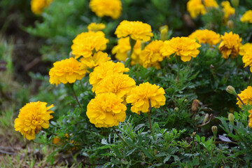 Marigold flowers blooming in the garden. Field of beautiful bright yellow marigold flowers. Herbal plants blooming in a marigold garden flower bed