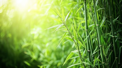 Lush Green Bamboo with Sunlight Filtering Through