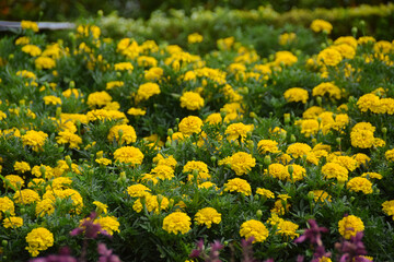 Obraz premium Marigold flowers blooming in the garden. Field of beautiful bright yellow marigold flowers. Herbal plants blooming in a marigold garden flower bed