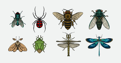 Set of insect collection