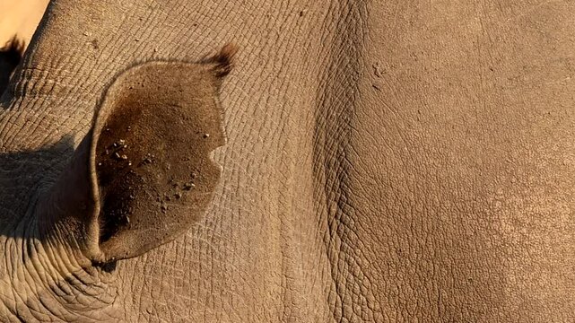 Close-up on ear of vigilant rhino listening for any potential danger