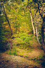 Serene forest trail surrounded by lush greenery and dappled sunlight filtering through the trees.