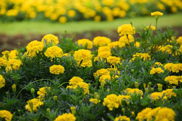 Obraz premium Marigold flowers blooming in the garden. Field of beautiful bright yellow marigold flowers. Herbal plants blooming in a marigold garden flower bed