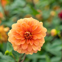 Yellow dahlias (Thuoc Duoc) bloom in the summer sun