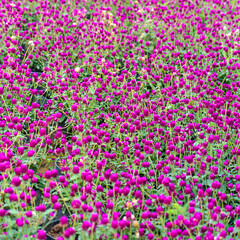 Dark purple zinnia (Cuc bach nhat) flowers dance in the wind under the summer sun