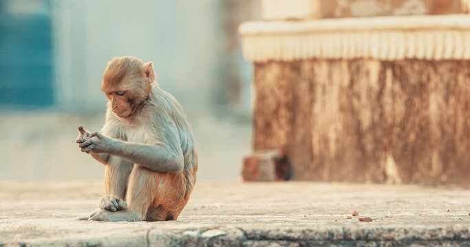 Jaipur, Rajasthan, India. Monkey Sit On Rooftop Of Hindu Temple. Bonnet Macaque - Macaca Radiata Or Zati. Every Day Life Of India. Monkey Combing Out Fleas