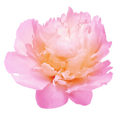 Peony  flower  on   isolated background. Closeup. For design. Transparent background.