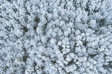 Aerial view of snow pine coniferous forest in landscape in winter. Drone view of european woods at wintertime. Flat view