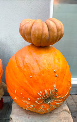 four pumpkins, two of them giant and two of them large