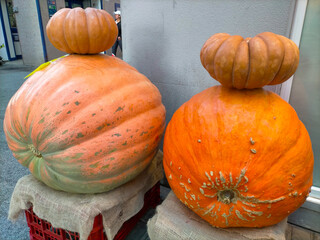 four pumpkins, two of them giant and two of them large