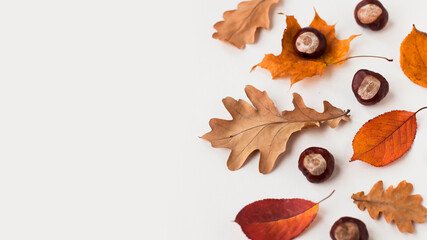 Autumn holiday frame composition with dry leafs and chestnuts on white backround. Creative layout...