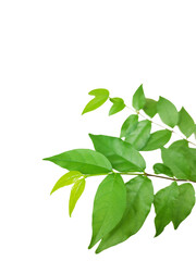 Green leaves and branches isolated on white background with clipping paths for graphic design