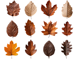 A set of dried autumn leaves in warm brown tones, isolated on a clean transparent background, PNG file.