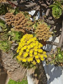 A&eacute;onium en arbre, Aeonio, Bejeque, Semprevivo arborescente, Tree Aenium - Aeonium Arboreum, Sedum arboreum, Aeonium korneliuslemsii, Sempervivum arboreum - Crassulac&eacute;es, Crassulaceae