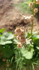 Bristly hollyhock, Alcée poilue, Grande mauve poilue, Rose trémière poilue - Alcea setosa - Malvaceae, Malavacées