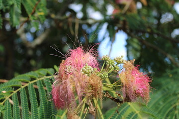 Silktree albizia, Persian Acacia, Persian Silk Tree, Arbre à soie, Acacia de Constantinople, Mimosa de Constantinople - Albizia julibrissin - Fabacées, Fabaceae
