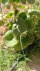 Bristly hollyhock, Alcée poilue, Grande mauve poilue, Rose trémière poilue - Alcea setosa -...