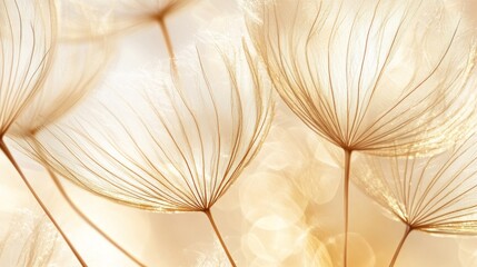 Close-Up of Light Beige Delicate Dandelion Seeds