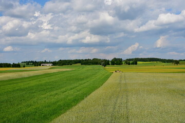 A close up on a lush field, meadow or pastureland located next to some forest or moor and with huts visible in the distance being arable land used for farming, animal husbandry and eco tourism