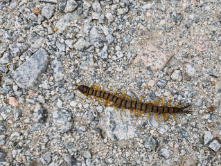 insect, worm, centipede, fauna, animal, nature, long, yellow-bro