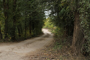 The forest road winds through a dense woodland, surrounded by tall trees and lush greenery.


