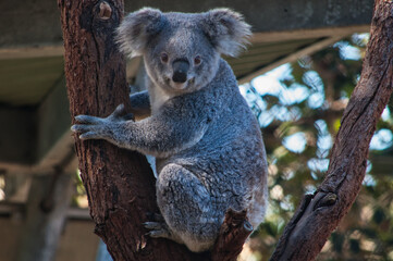 koala on tree