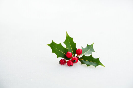 single sprig holly isolated snowy white backdrop bright red festive berries surrounding