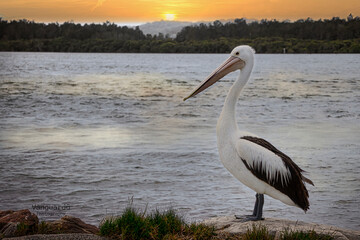 pelican on the beach