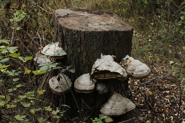 Fototapeta premium Mushrooms grow around a stump. Their shape and texture highlight the beauty of the wood, creating an atmosphere of natural harmony in the forest.