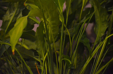 A close up of green leaves on a plant. The leaves are very thick and the plant is very green.