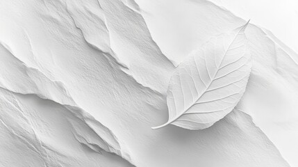 Obraz premium Elegant White Leaf on Textured Background