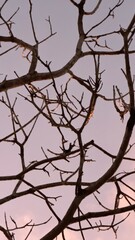 Mata Atl&acirc;ntica 