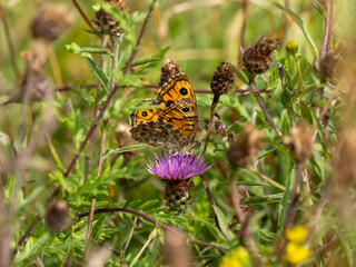 Wall Brown Butterfly Feeding on Knapweed