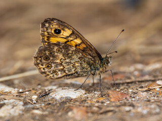 Side View of a Wall Brown Butterfly