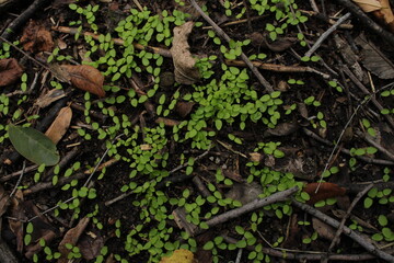 The small green grass appears fresh and vibrant, with delicate blades rising from the ground.

