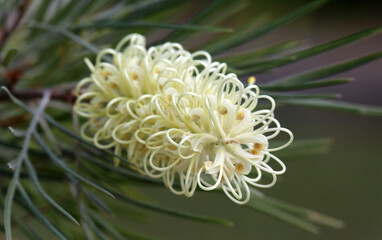 White Grevillea flower on a plant in an Australian garden