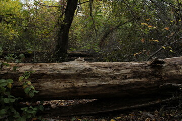 A fallen dry tree contrasts with the surrounding environment.

