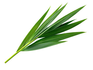 Obraz premium A single blade of wheat grass with long, slender green leaves, isolated on a clean transparent background, PNG file.